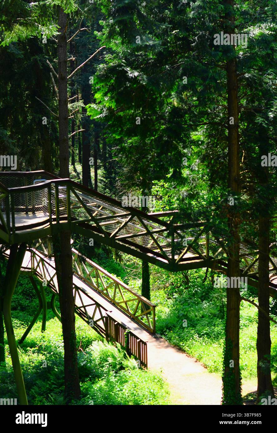 crête entre les arbres, Jeli Arborétum, Kám, Hongrie Banque D'Images