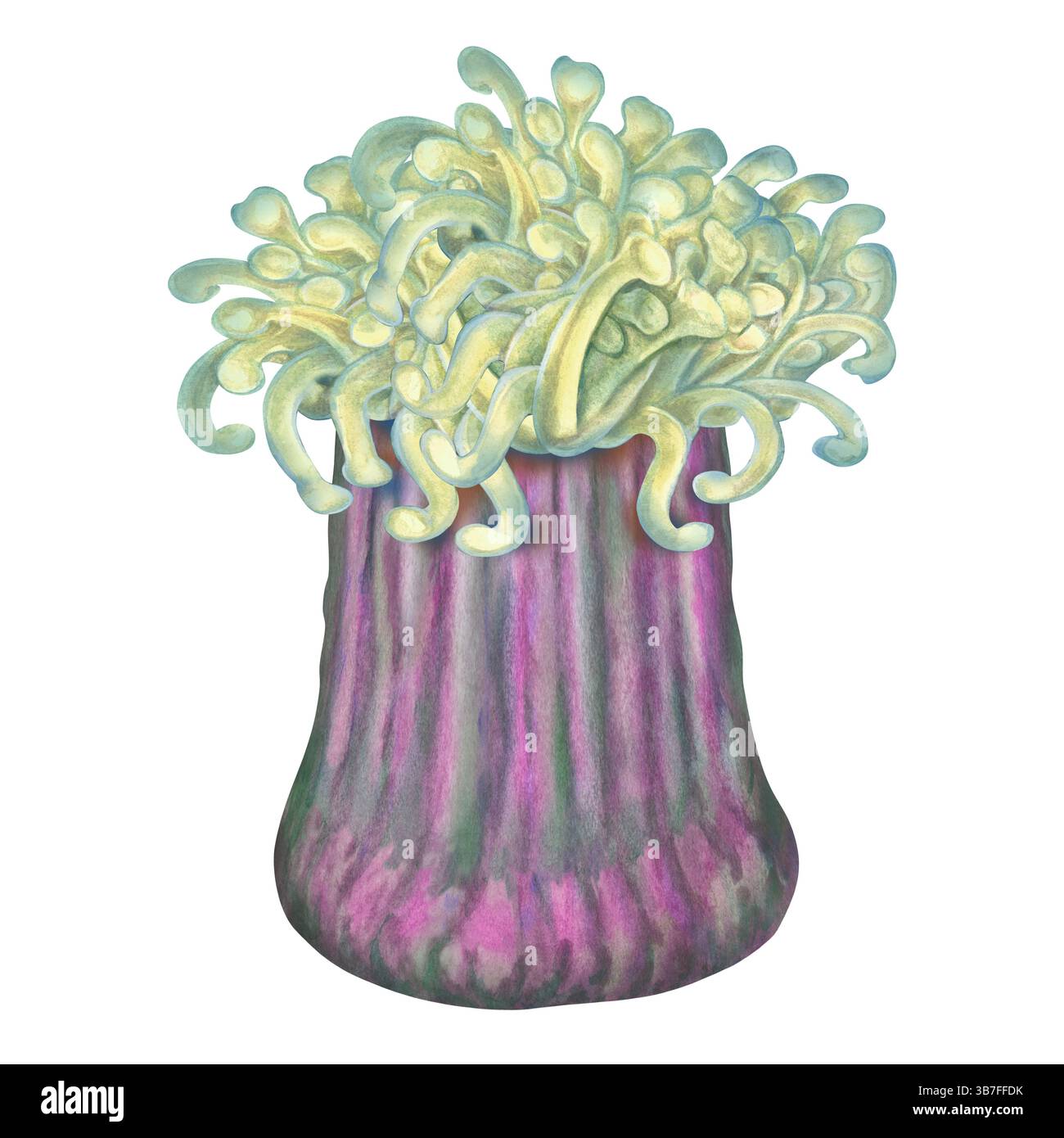 Aquarelle anémones de mer avec tentacules verts, corps violet sur fond blanc pour la conception marine Banque D'Images