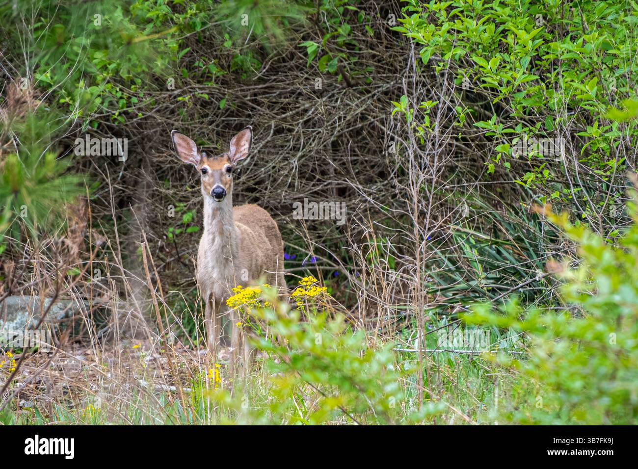 Cerf sauvage de Virginie (Odocoileus virginianus) à Stone Mountain Park près d'Atlanta, en Géorgie. (ÉTATS-UNIS) Banque D'Images
