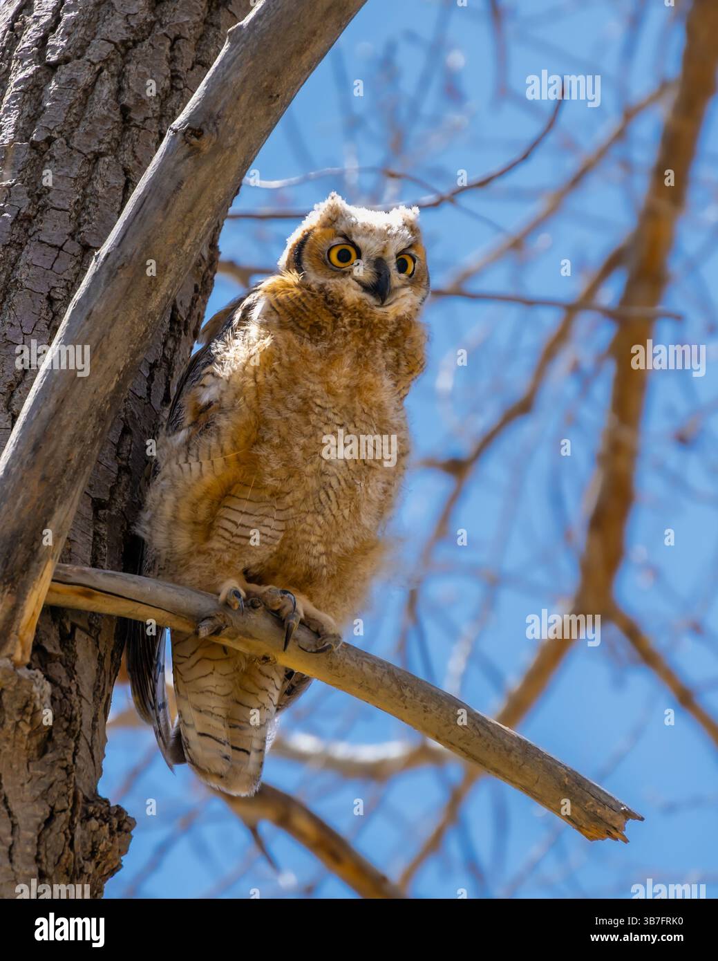 Great Horned Owl Fledgling, Colorado Springs, Colorado Banque D'Images