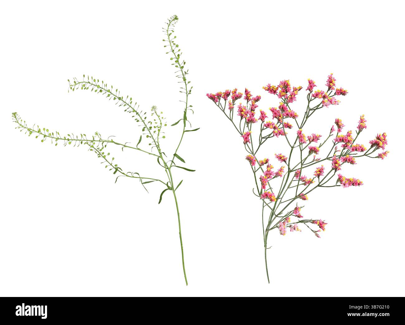 Lepidium ruderale et lavande de mer pour un bouquet Banque D'Images