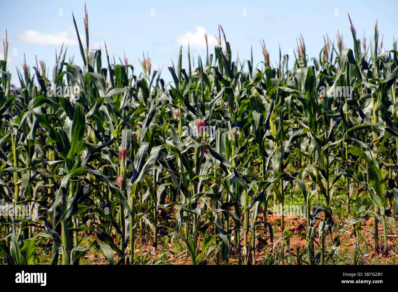 vue de champ de maïs sain, parfait pour l'agriculture, la récolte, la durabilité et la production rurale dans un environnement naturel Banque D'Images