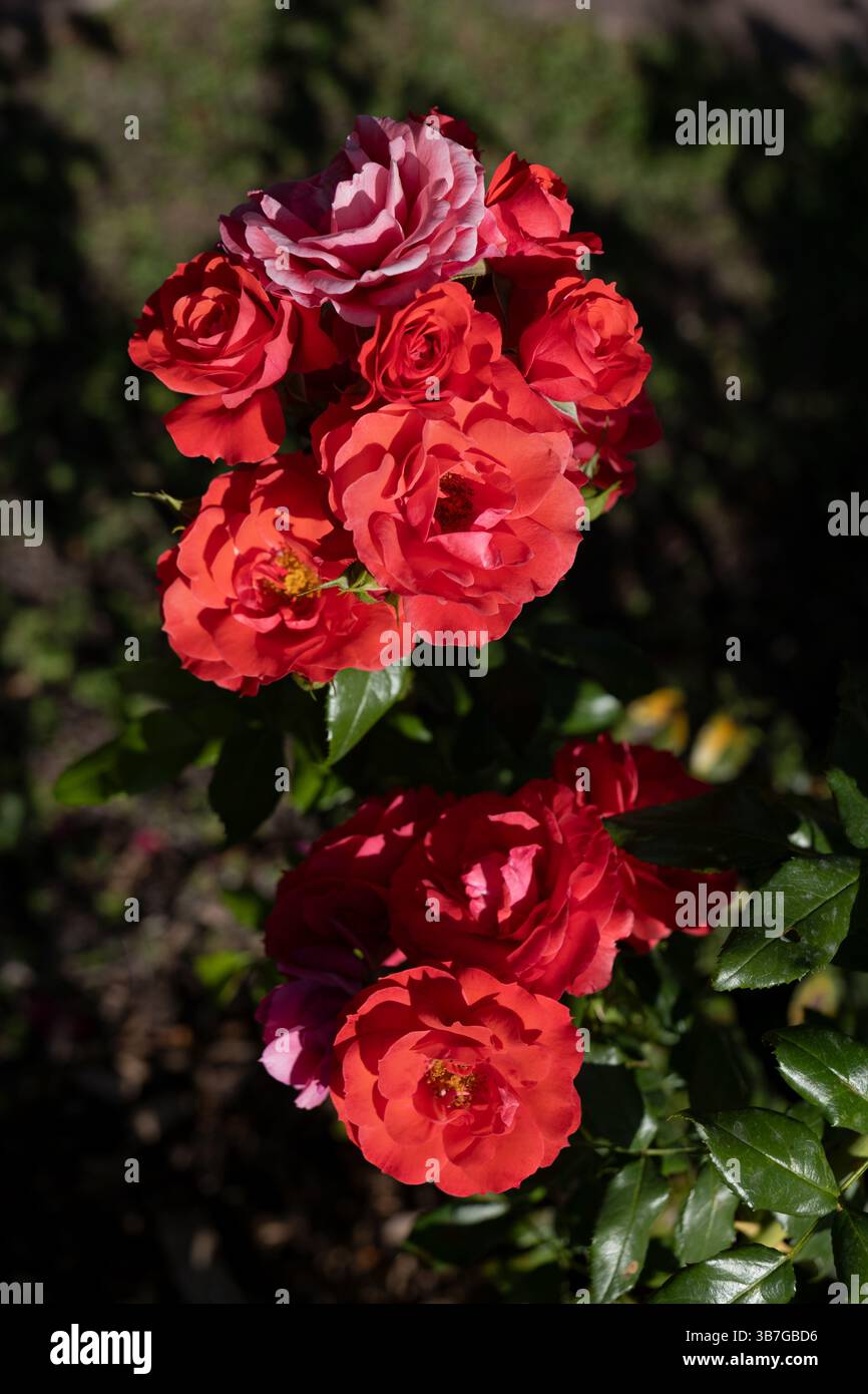 Roses rouges en fleur, Rosa L. Cherry Girl fleurissant en août, plante à fleurs de la famille des Rosaceae. Banque D'Images