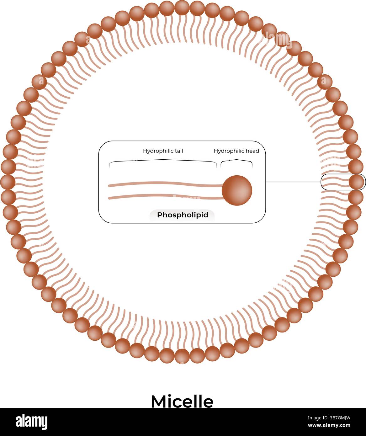 Illustration vectorielle de conception de structure micelle Illustration de Vecteur