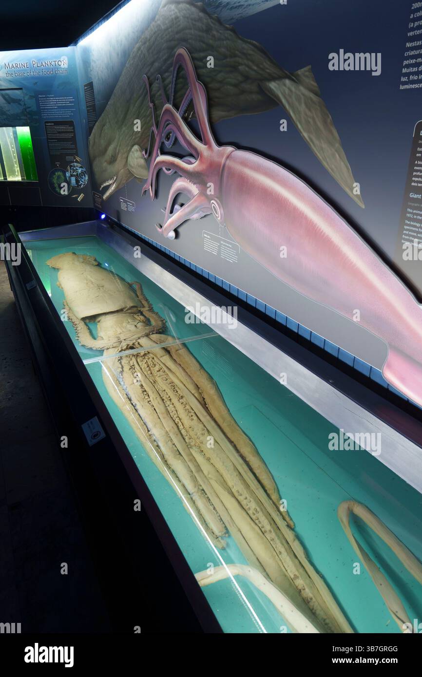 Exposition présentant un calmar géant préservé dans une exposition de musée à l'aquarium Aquário Vasco da Gama à Lisbonne, Portugal, Europe Banque D'Images
