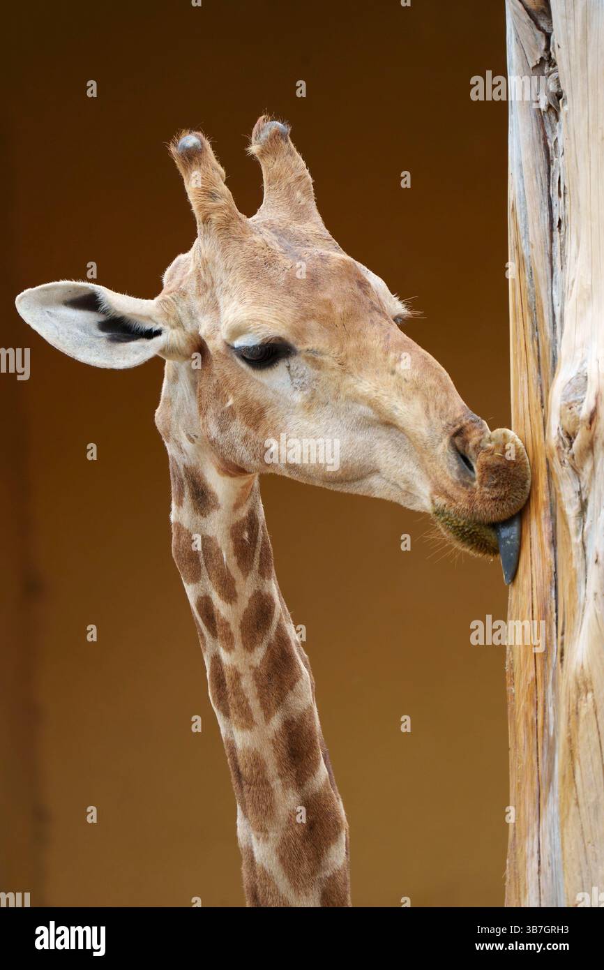Gros plan d'une girafe utilisant sa longue langue pour lécher un poteau en bois, mettant en valeur ses caractéristiques et son comportement uniques, Zoo de Lisbonne, Portugal Banque D'Images