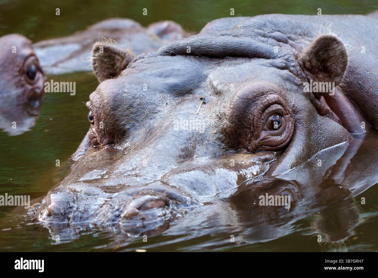 Gros plan d'un hippopotame partiellement immergé dans l'eau, mettant en valeur ses yeux proéminents et sa peau texturée Banque D'Images