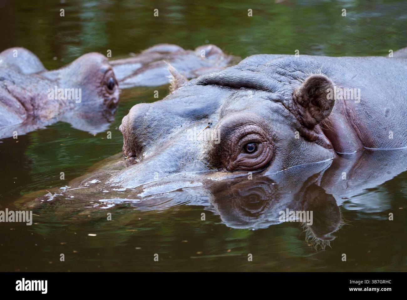 Gros plan d'un hippopotame partiellement immergé dans l'eau, mettant en valeur ses yeux proéminents et sa peau texturée Banque D'Images