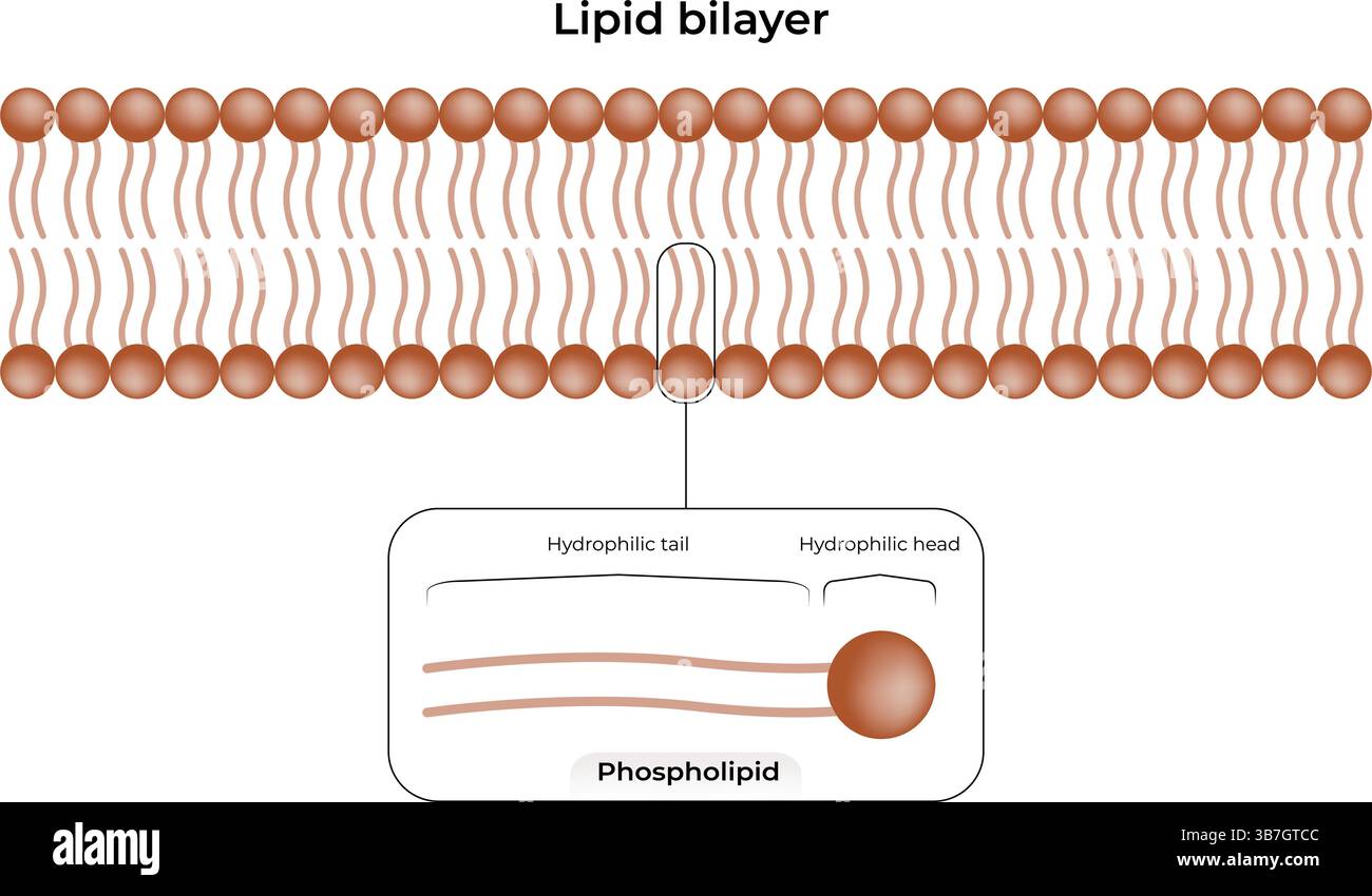 Illustration vectorielle de conception de structure bicouche lipidique Illustration de Vecteur