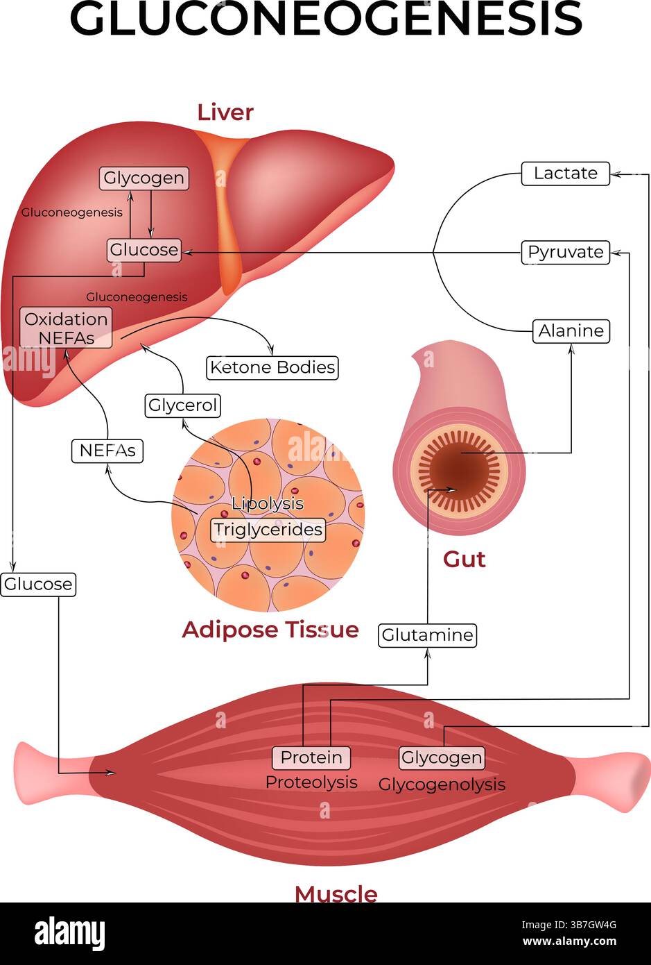 Illustration vectorielle de conception de voie de gluconéogenèse Illustration de Vecteur