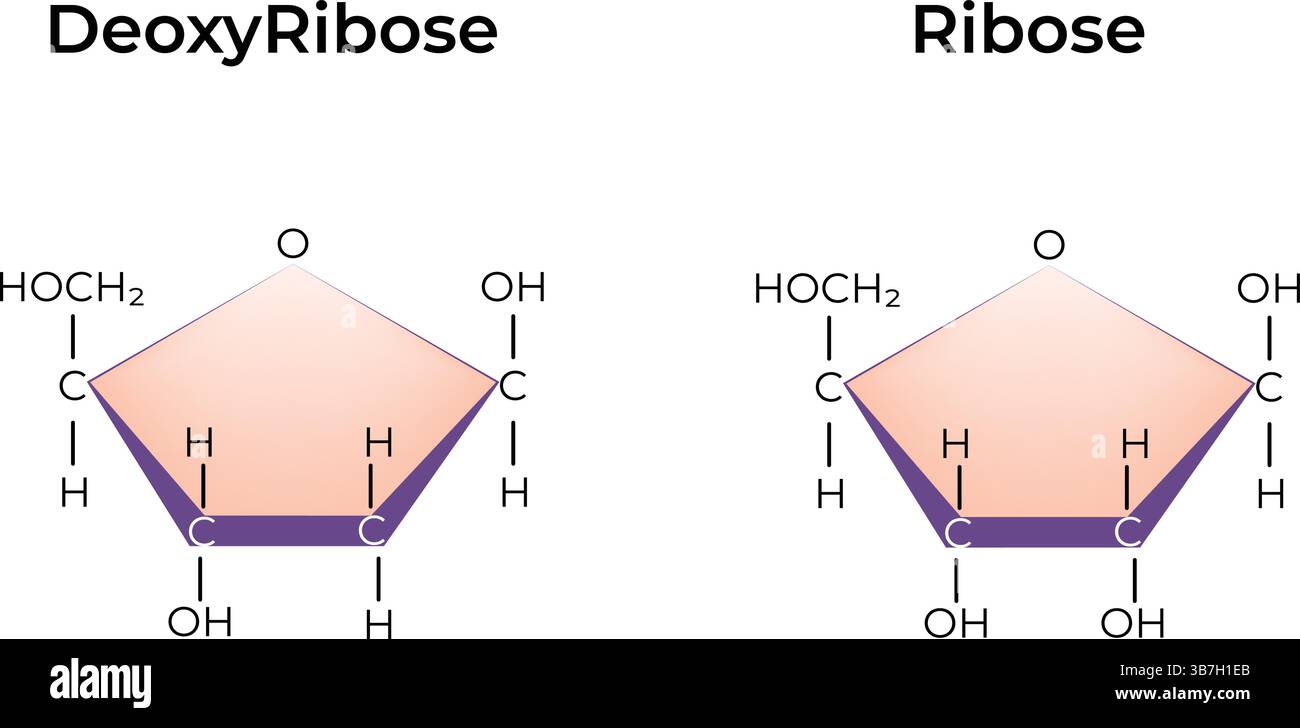 Illustration vectorielle de comparaison des structures chimiques du désoxyribose et du ribose Illustration de Vecteur