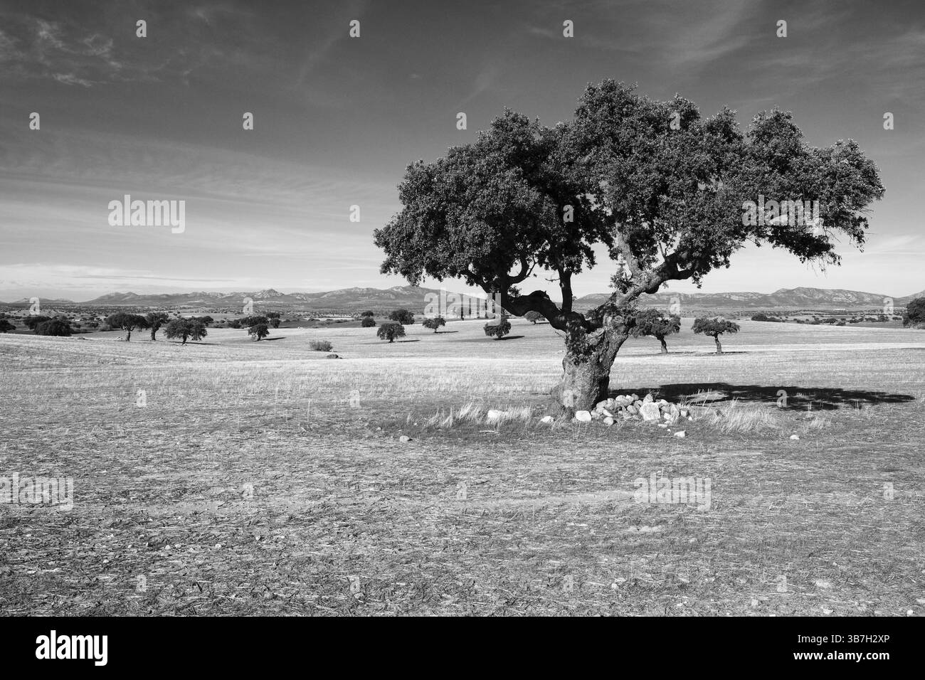 Arbre unique dans un large paysage, noir et blanc, Andalousie, Espagne, Europe Banque D'Images