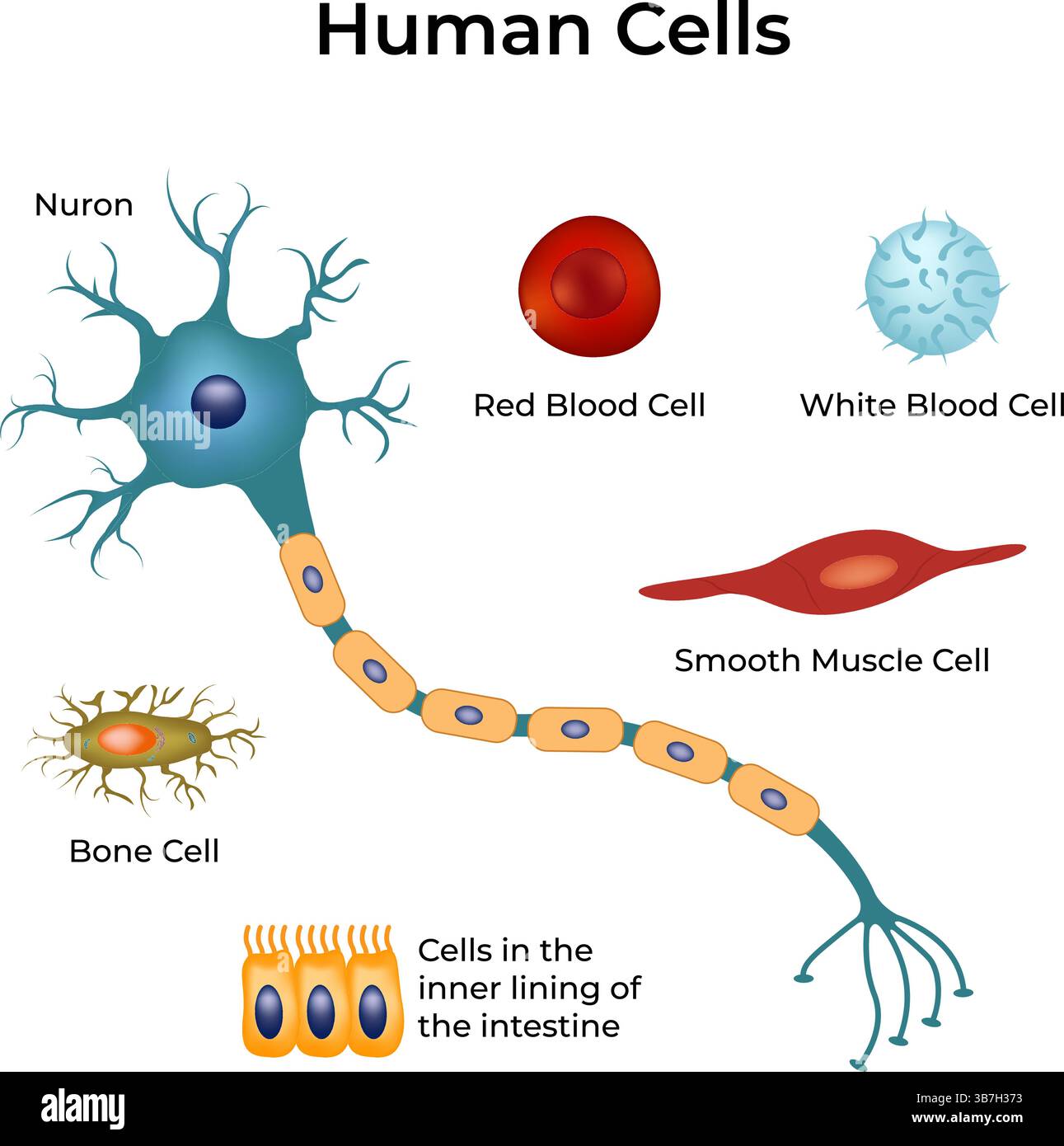Illustration vectorielle de conception de types de cellules humaines Illustration de Vecteur