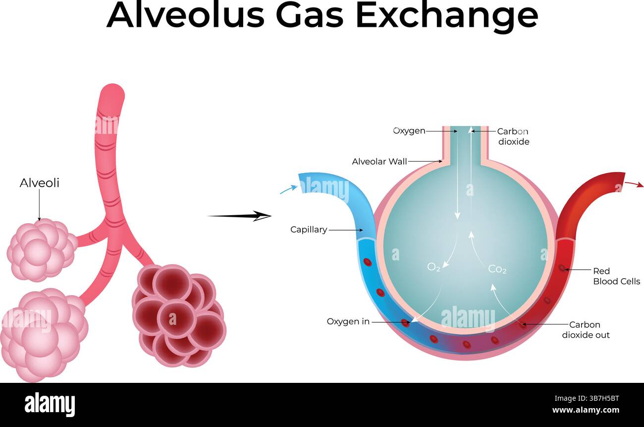 Échange de gaz alvéolaire : une illustration détaillée de l'illustration vectorielle de conception de transfert d'oxygène et de dioxyde de carbone Illustration de Vecteur