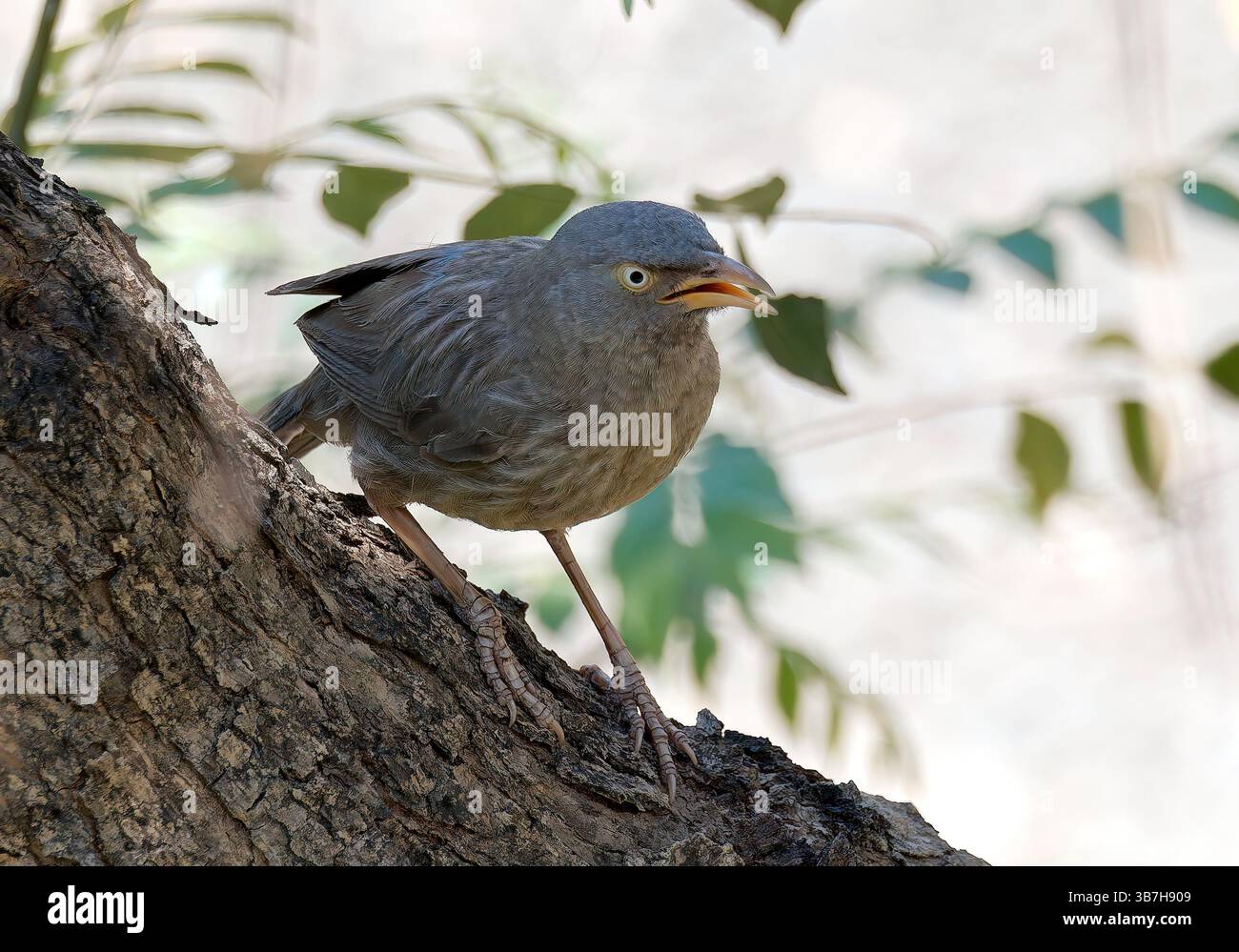 Jungle babbler, Dschungeldrosselhäherling, Cratérope de brousse, Argya striata, csíkos rigótimália, parc national de Pench, Inde, Asie Banque D'Images