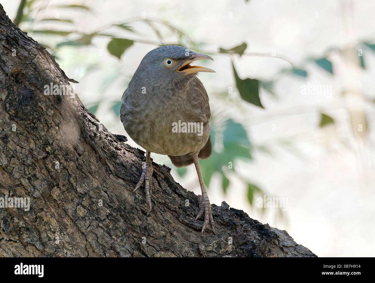 Jungle babbler, Dschungeldrosselhäherling, Cratérope de brousse, Argya striata, csíkos rigótimália, parc national de Pench, Inde, Asie Banque D'Images