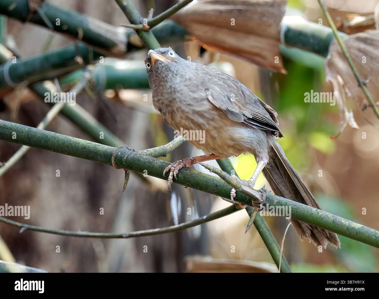 Jungle babbler, Dschungeldrosselhäherling, Cratérope de brousse, Argya striata, csíkos rigótimália, parc national de Pench, Inde, Asie Banque D'Images