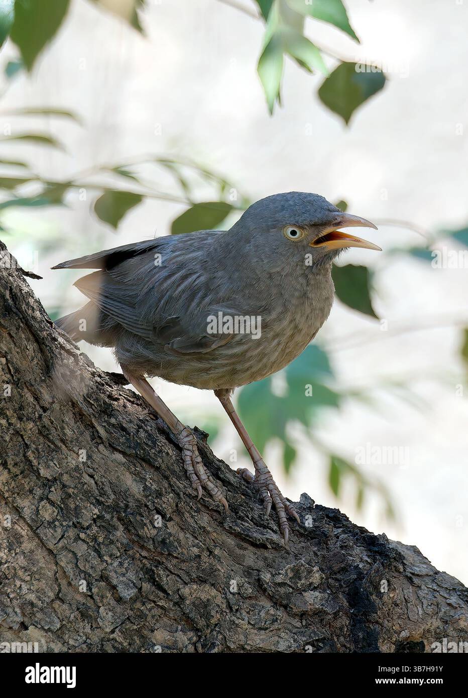 Jungle babbler, Dschungeldrosselhäherling, Cratérope de brousse, Argya striata, csíkos rigótimália, parc national de Pench, Inde, Asie Banque D'Images