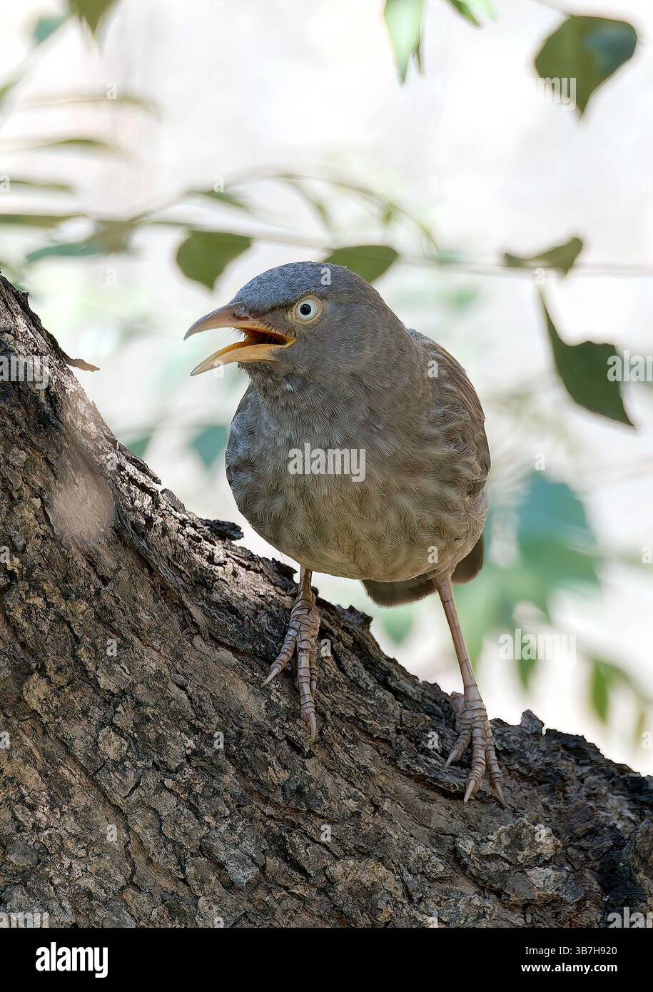Jungle babbler, Dschungeldrosselhäherling, Cratérope de brousse, Argya striata, csíkos rigótimália, parc national de Pench, Inde, Asie Banque D'Images