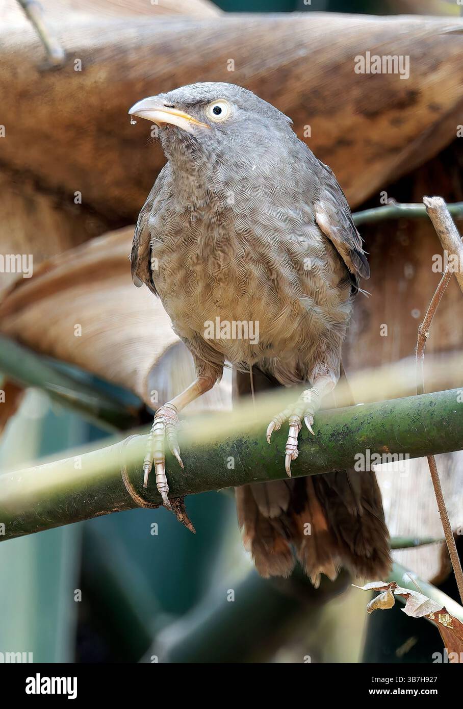 Jungle babbler, Dschungeldrosselhäherling, Cratérope de brousse, Argya striata, csíkos rigótimália, parc national de Pench, Inde, Asie Banque D'Images