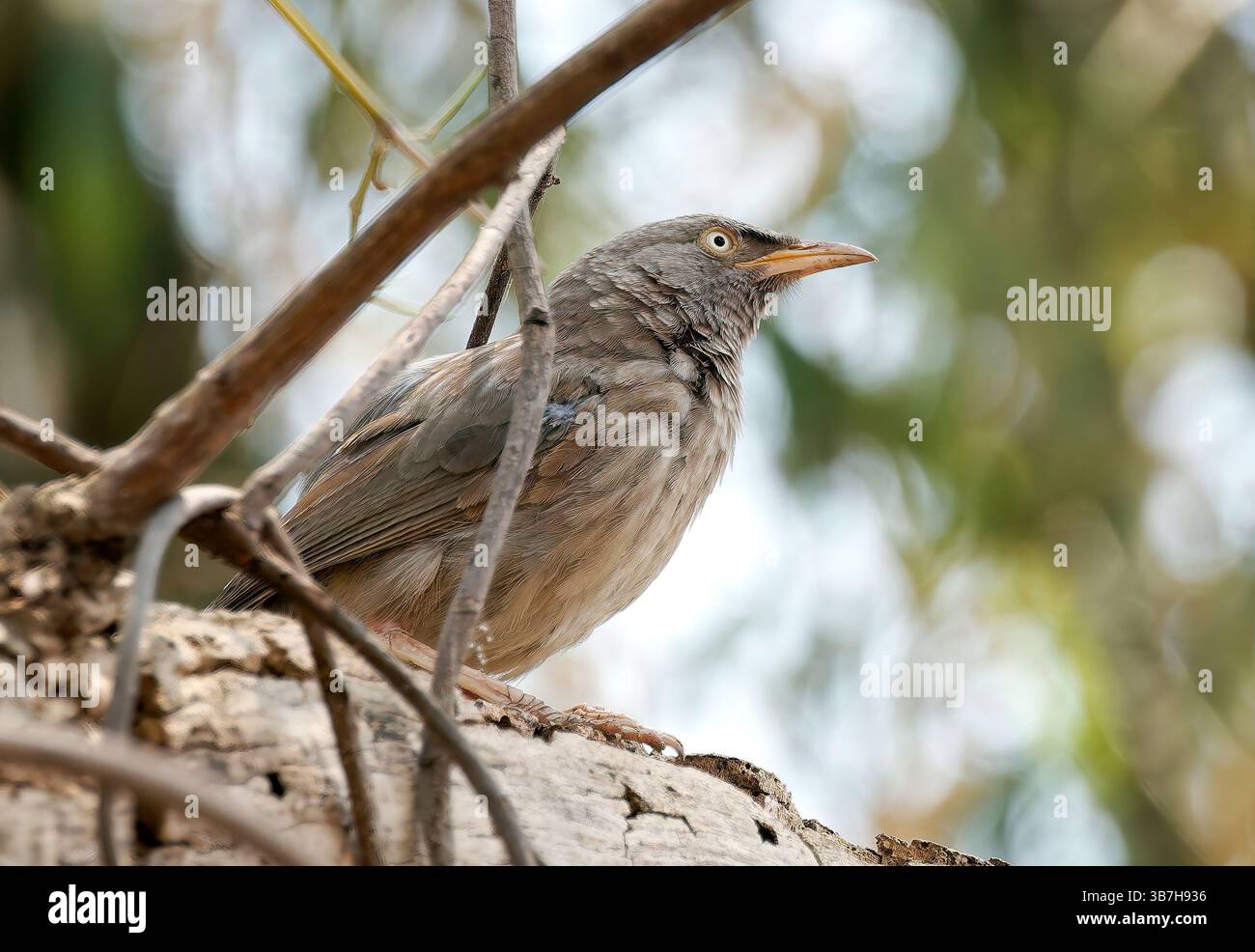 Jungle babbler, Dschungeldrosselhäherling, Cratérope de brousse, Argya striata, csíkos rigótimália, parc national de Pench, Inde, Asie Banque D'Images