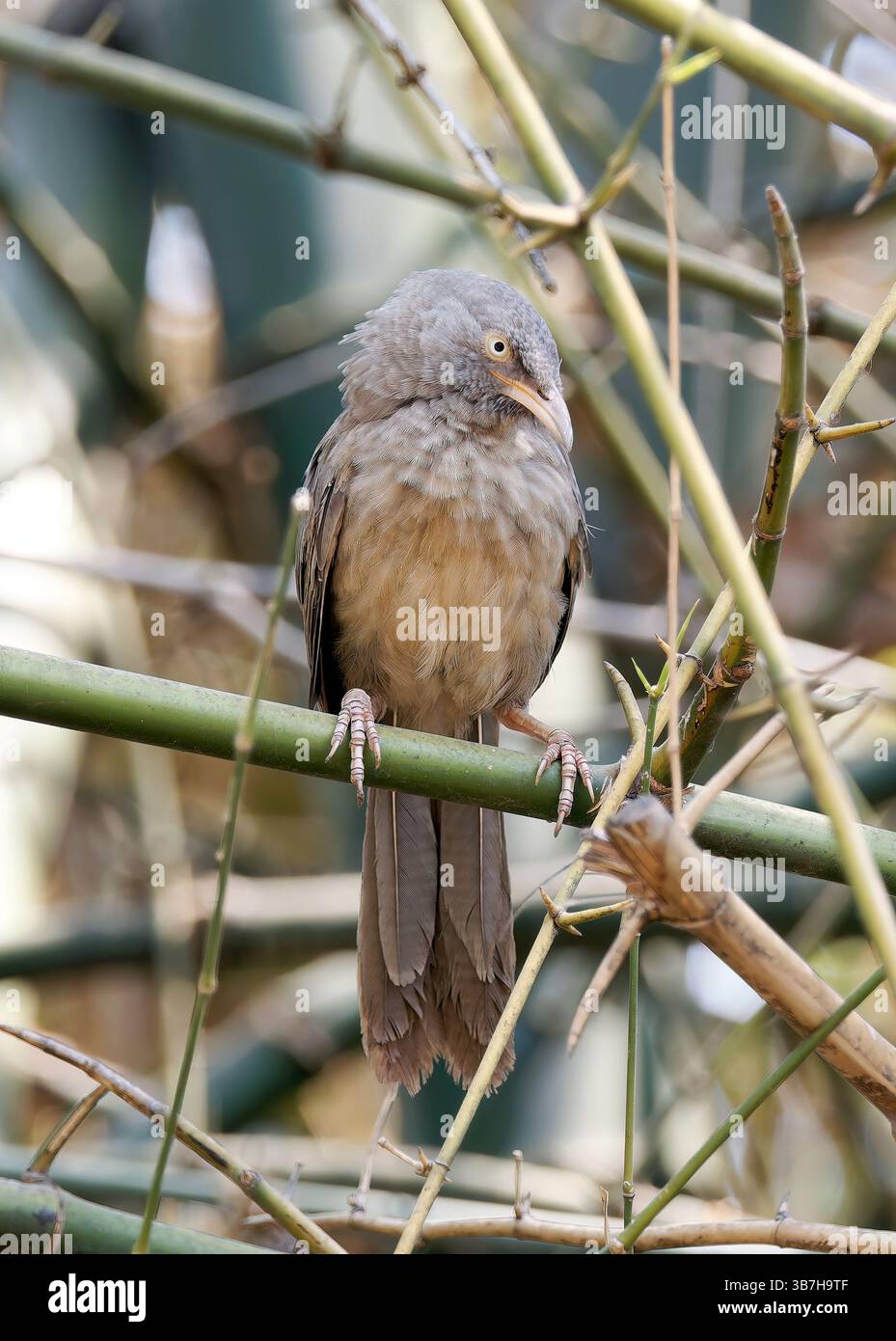 Jungle babbler, Dschungeldrosselhäherling, Cratérope de brousse, Argya striata, csíkos rigótimália, parc national de Pench, Inde, Asie Banque D'Images