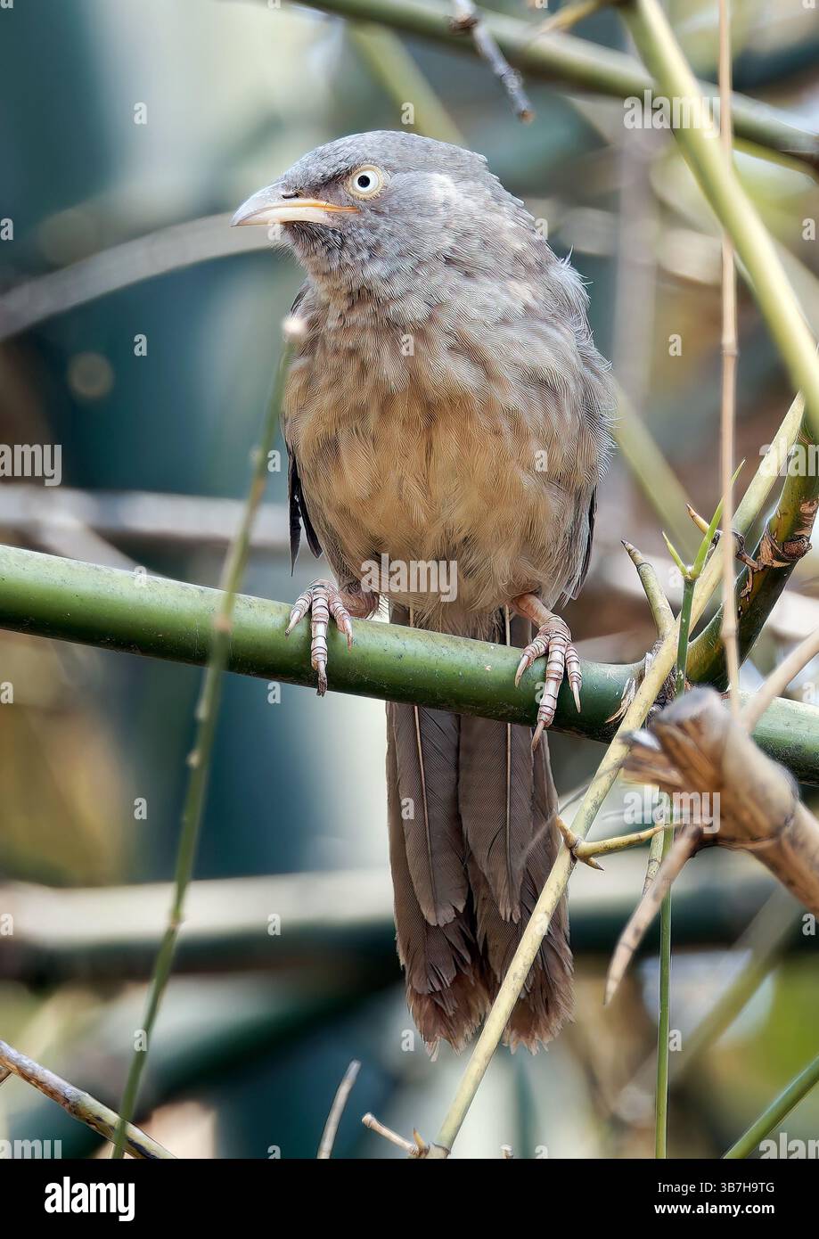 Jungle babbler, Dschungeldrosselhäherling, Cratérope de brousse, Argya striata, csíkos rigótimália, parc national de Pench, Inde, Asie Banque D'Images