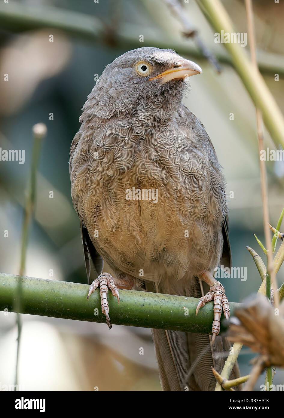 Jungle babbler, Dschungeldrosselhäherling, Cratérope de brousse, Argya striata, csíkos rigótimália, parc national de Pench, Inde, Asie Banque D'Images