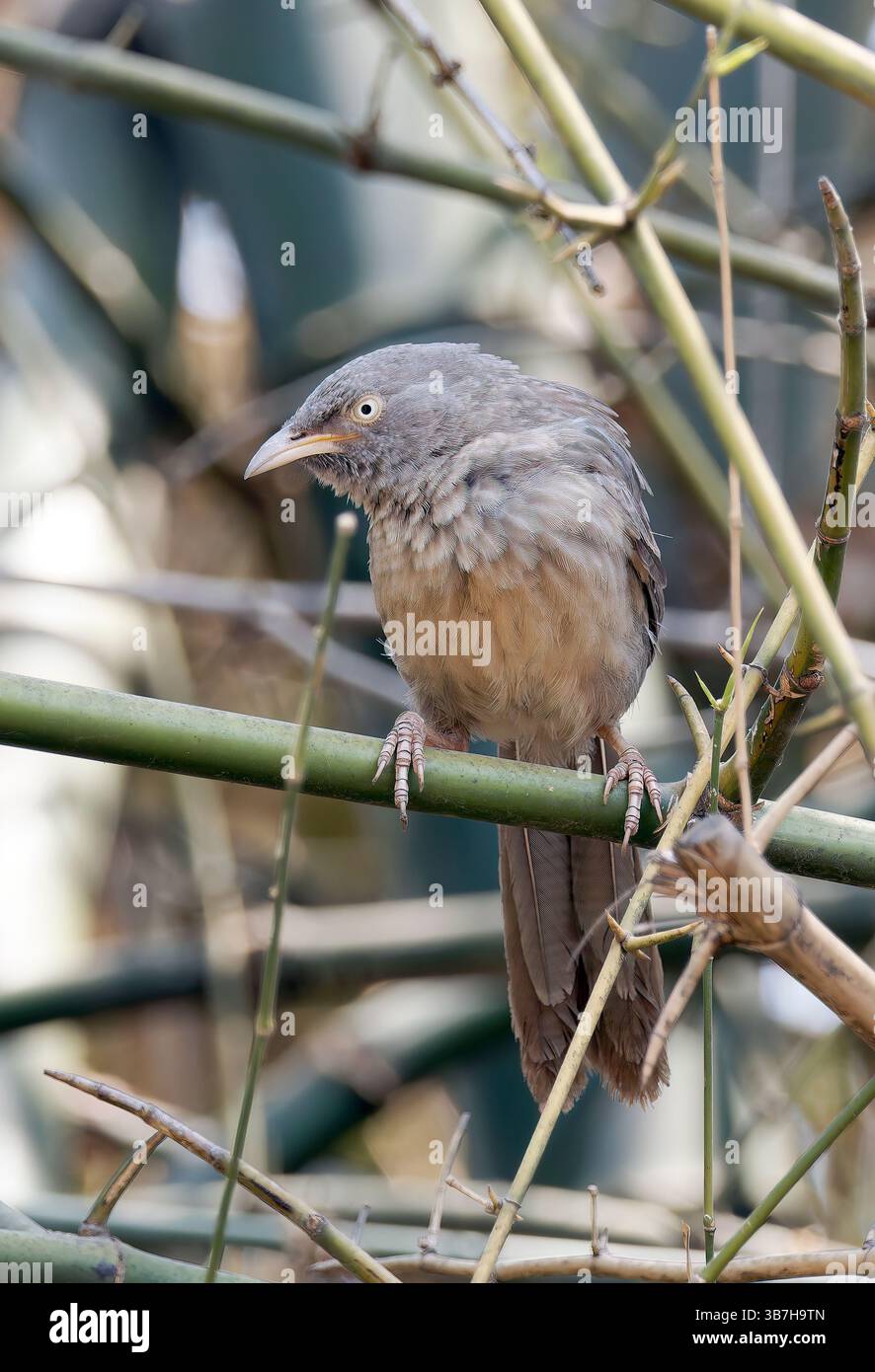 Jungle babbler, Dschungeldrosselhäherling, Cratérope de brousse, Argya striata, csíkos rigótimália, parc national de Pench, Inde, Asie Banque D'Images
