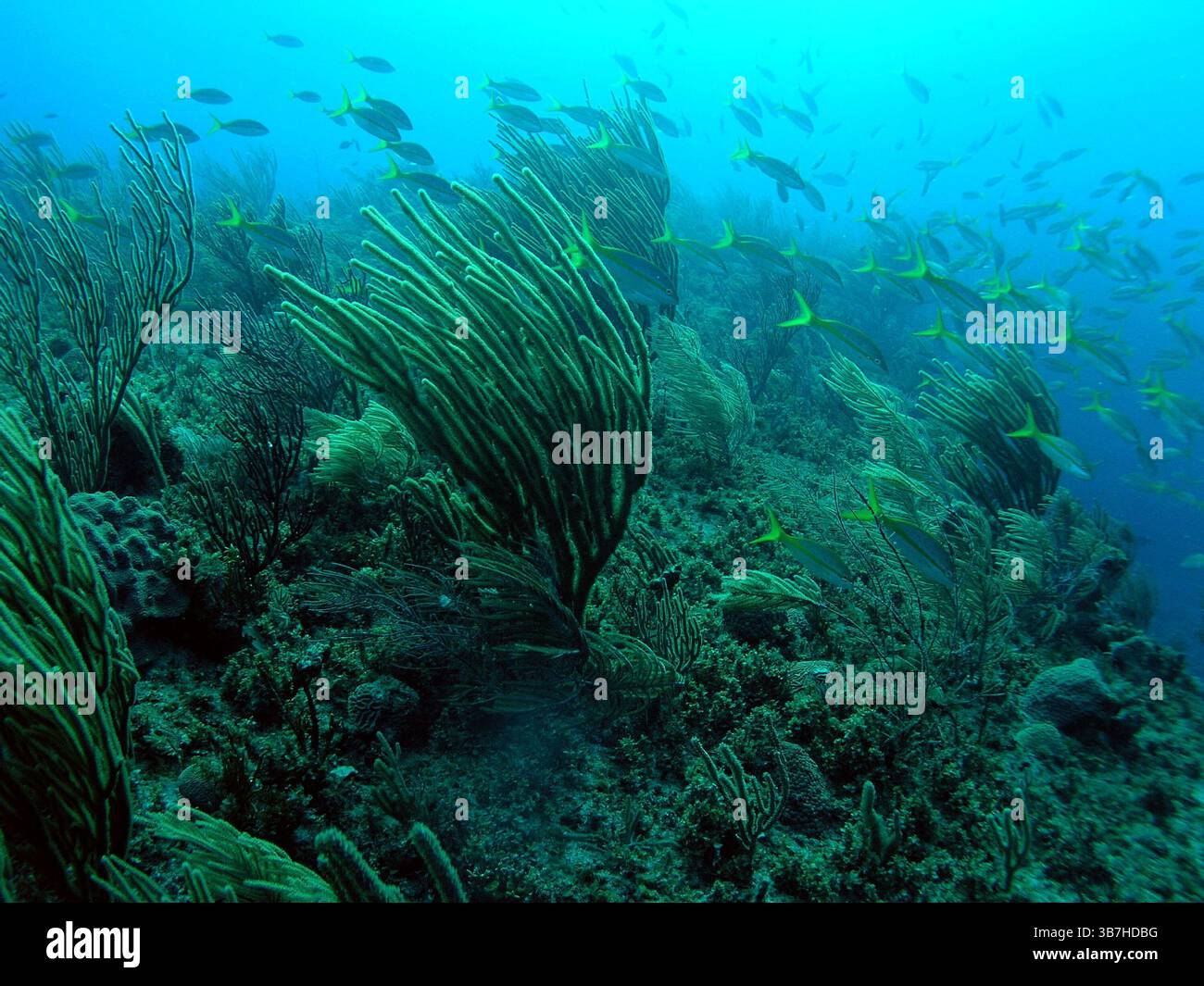 Paysage de la mer des Caraïbes dans la baie des cochons, Cuba, photographie sous-marine Banque D'Images