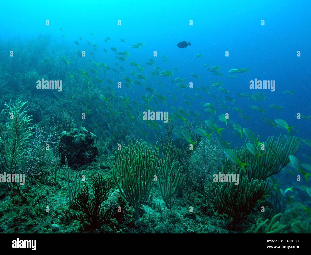 Paysage de la mer des Caraïbes dans la baie des cochons, Cuba, photographie sous-marine Banque D'Images