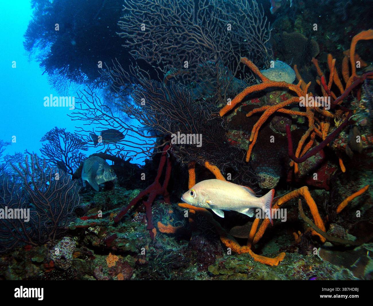 Paysage de la mer des Caraïbes dans la baie des cochons, Cuba, photographie sous-marine Banque D'Images