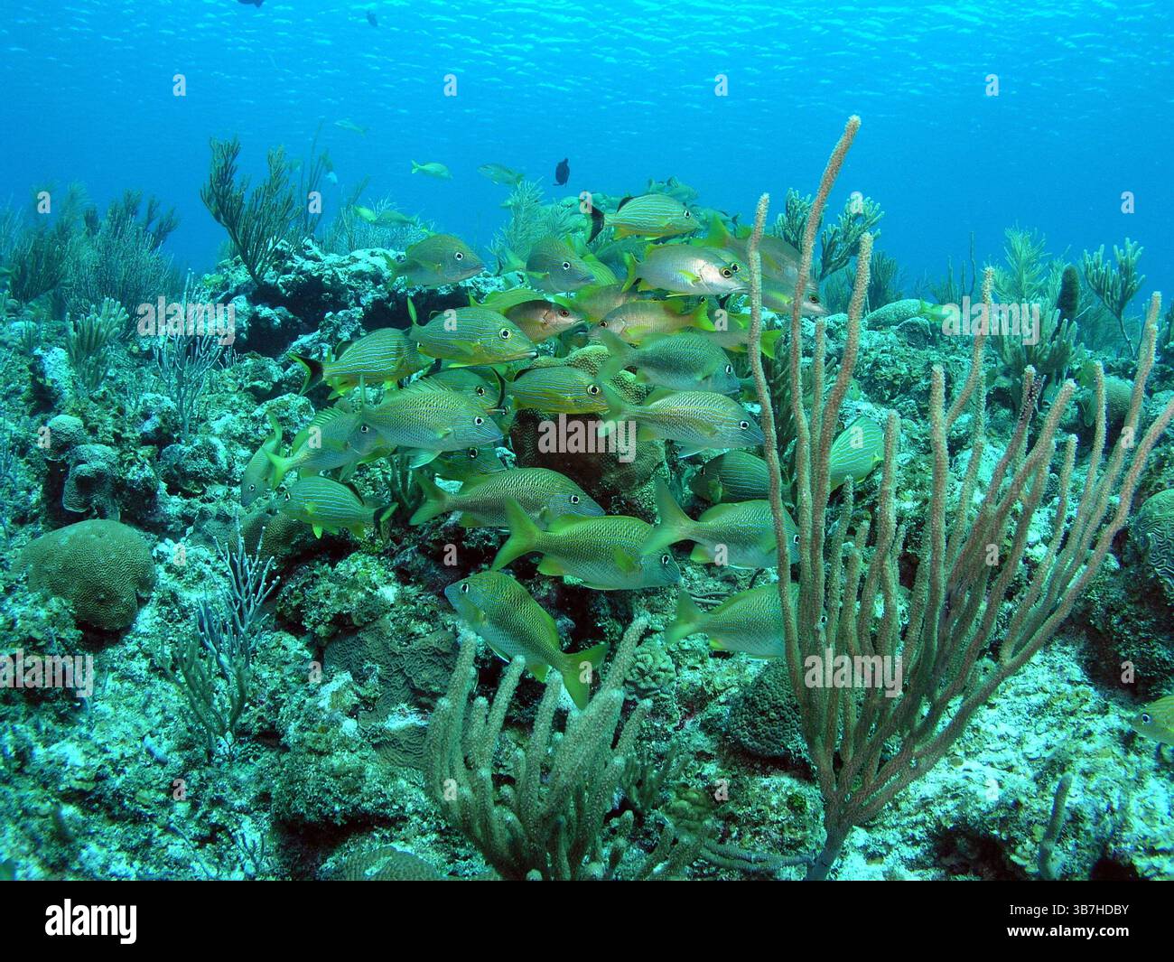 Paysage de la mer des Caraïbes dans la baie des cochons, Cuba, photographie sous-marine Banque D'Images
