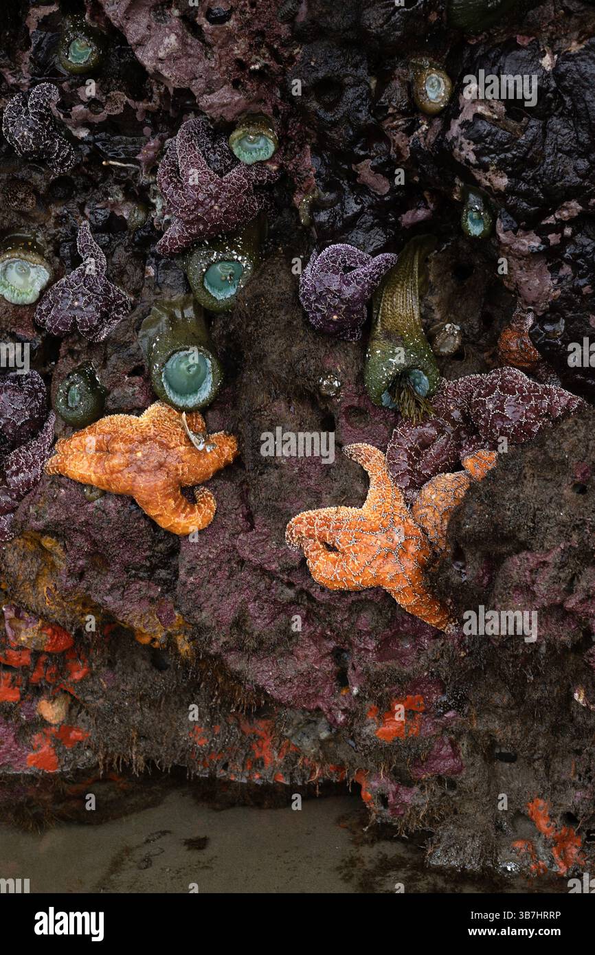 Anémones de mer et étoiles de mer accrochées à un rocher à marée basse sur face Rock Beach à Bandon, Oregon. Banque D'Images