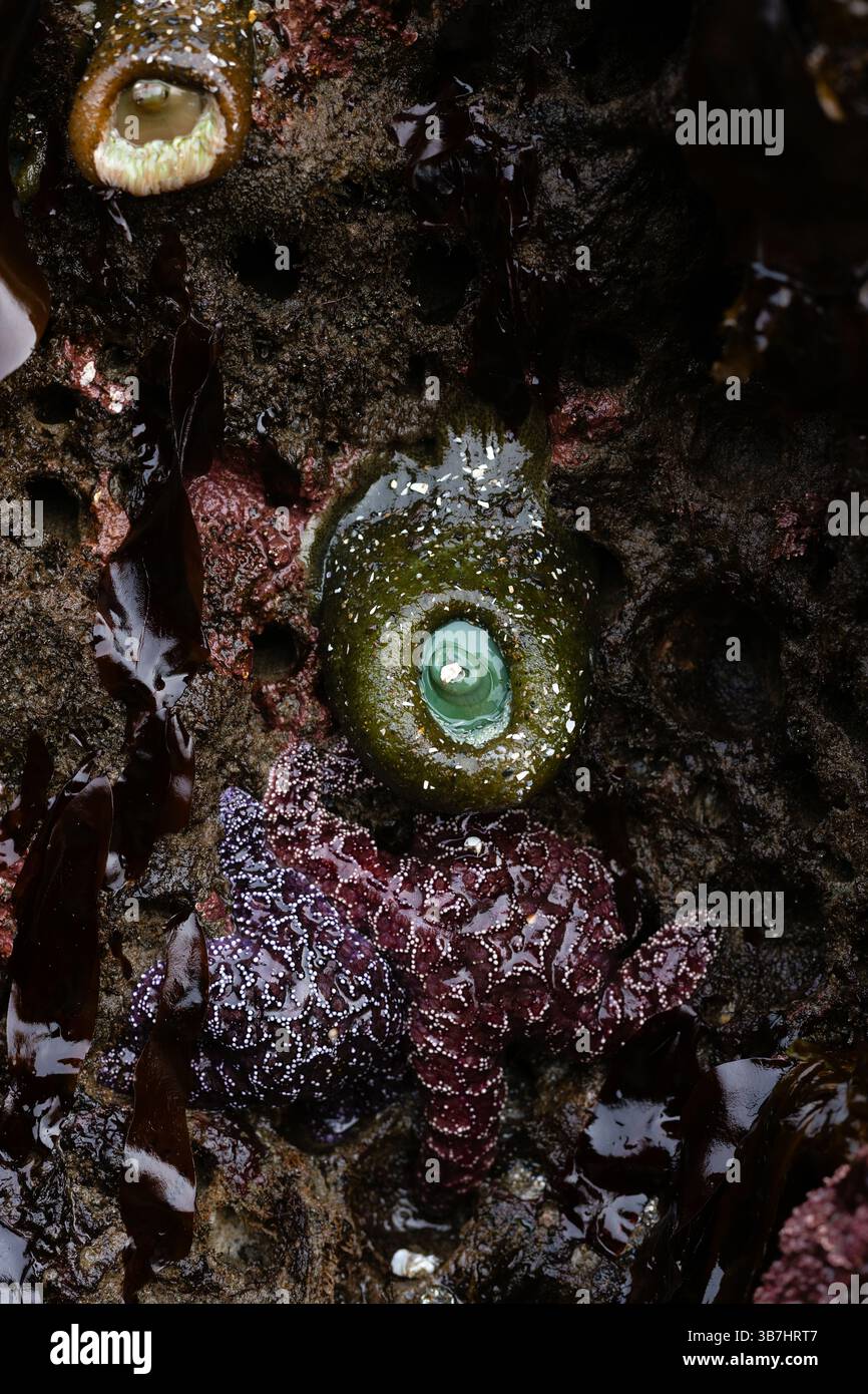 Anémones de mer et étoiles de mer accrochées à un rocher à marée basse sur face Rock Beach à Bandon, Oregon. Banque D'Images