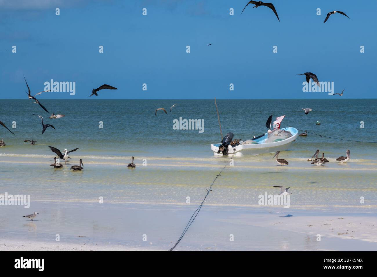 Un bateau de pêche se trouve sur le rivage tandis que les oiseaux de mer se rassemblent et s'élèvent au-dessus des eaux peu profondes de l'île Holbox. Banque D'Images
