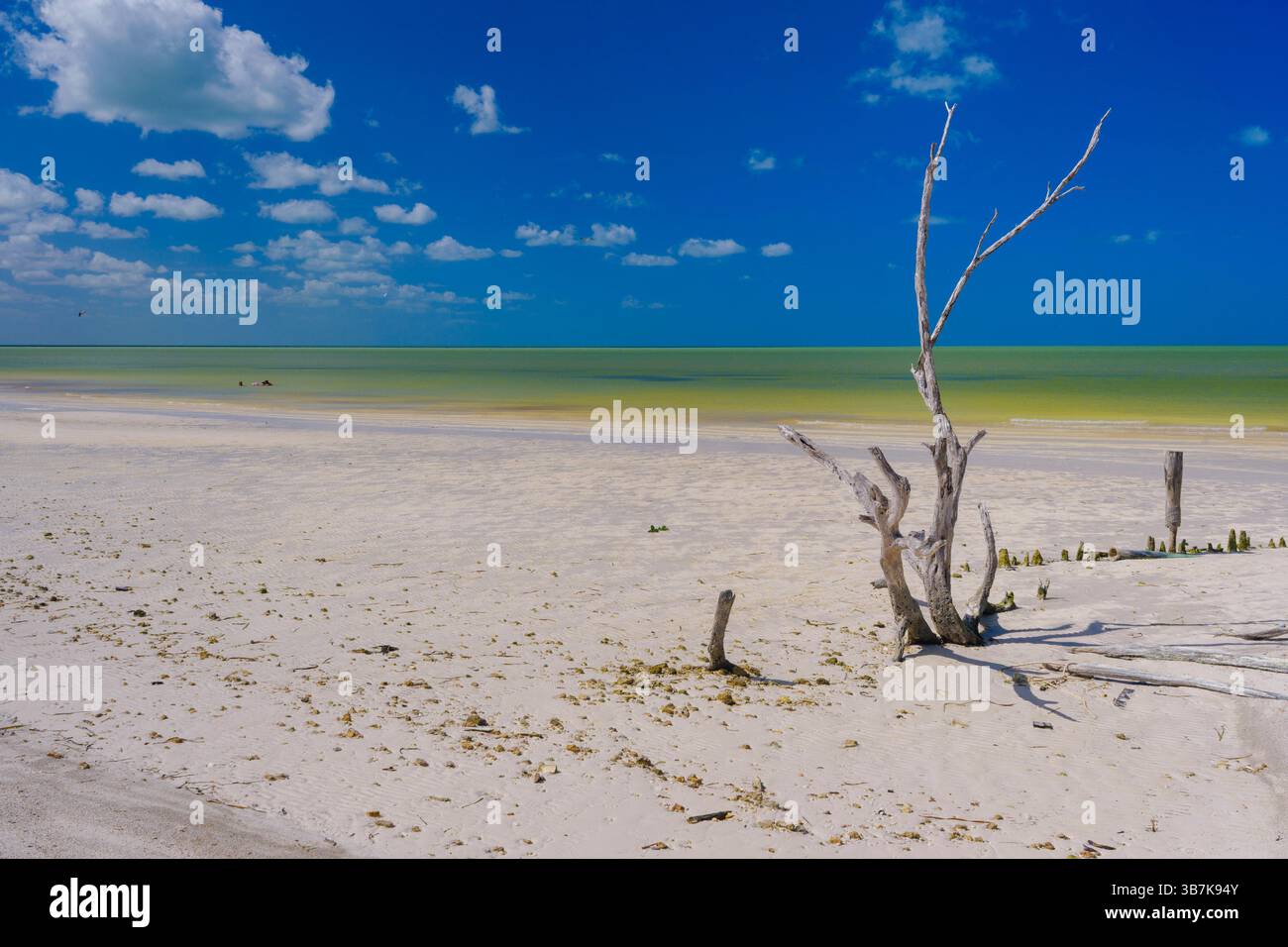 Un seul arbre altéré se dresse sur une plage de sable blanc à Holbox, avec une eau turquoise et un ciel bleu clair en arrière-plan. Banque D'Images