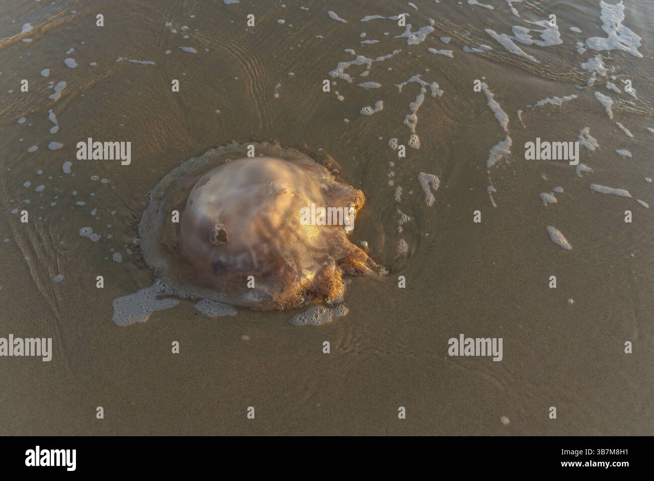 Méduses mortes sur la plage de sable de Praia do Poco Velho, Praia da Falesia, Quarteira, Algarve, Portugal, Europe Banque D'Images