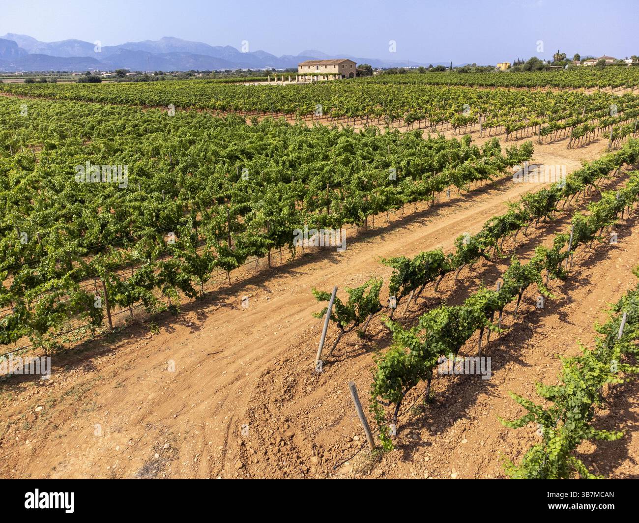Son Llompart Vineyards by Macia Batle, Santa Eugenia, Majorque, Îles Baléares, Espagne, Europe Banque D'Images
