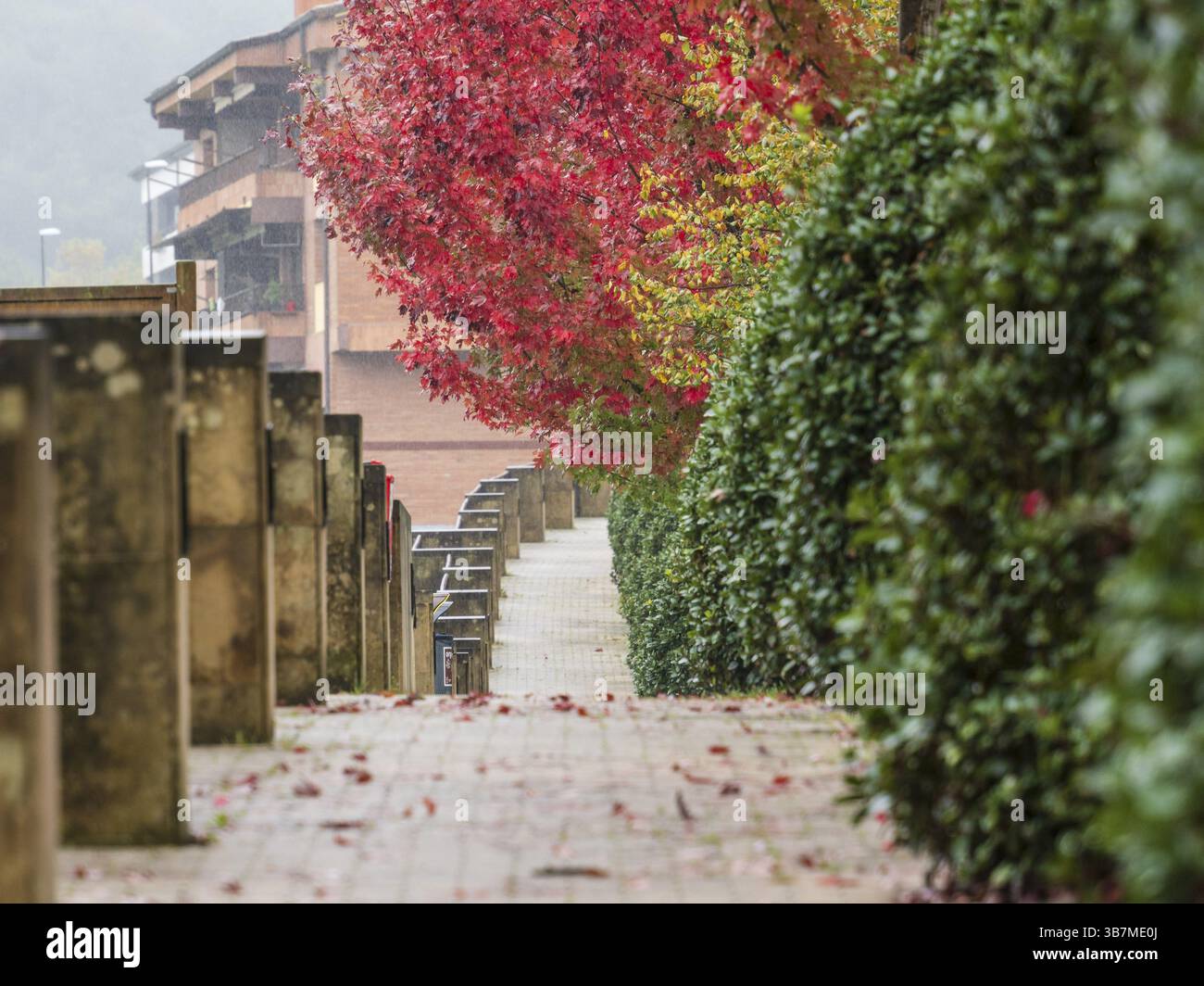 Promenade d'automne sous la pluie, Segura, Idiazabal, Gipuzkoa, pays Basque, Espagne, Europe Banque D'Images