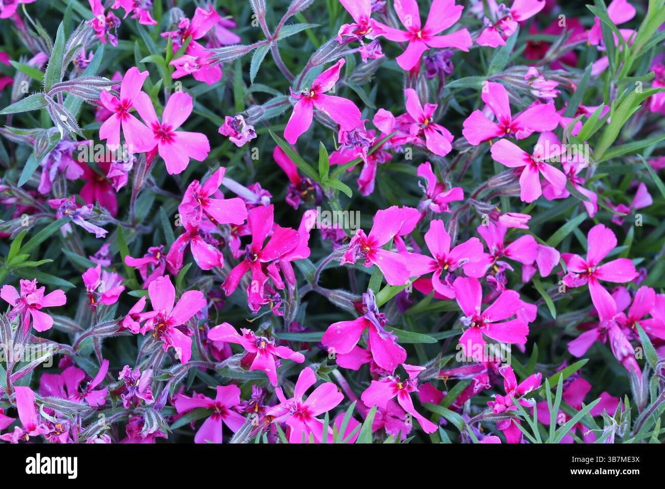 Rose Phlox subulata, fleurs printanières. Banque D'Images