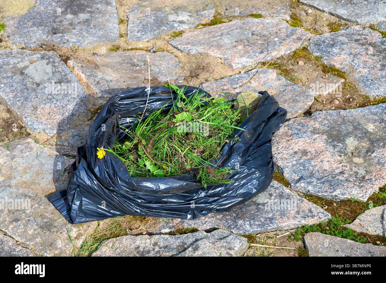 Un sac en plastique noir rempli de mauvaises herbes arrachées se trouve sur un chemin de jardin rocheux. La lumière du soleil illumine la scène, mettant en évidence les textures des pierres et Banque D'Images