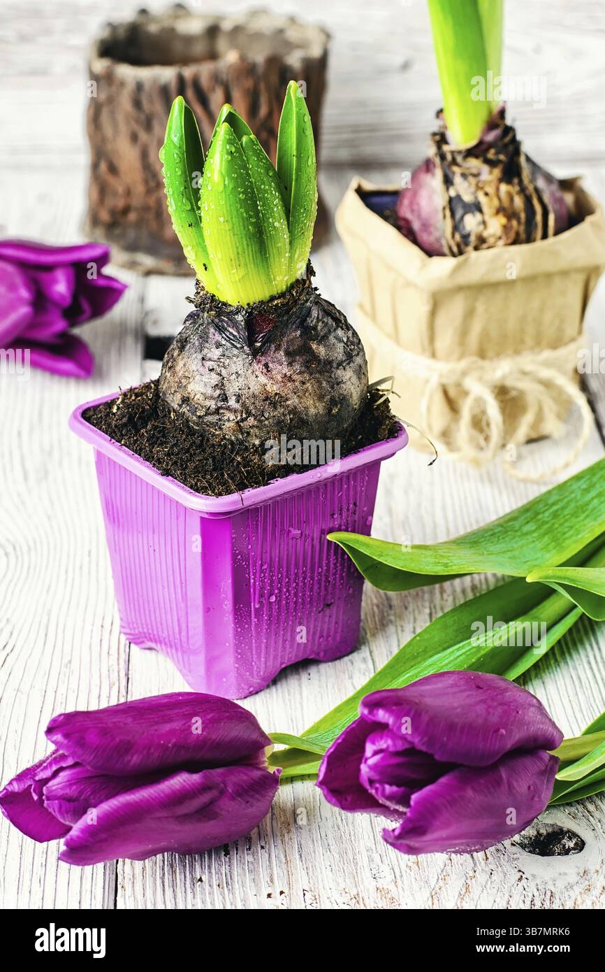 Bulbes de jacinthe et tulipes sur fond de bois, préparés pour la transplantation au printemps Banque D'Images