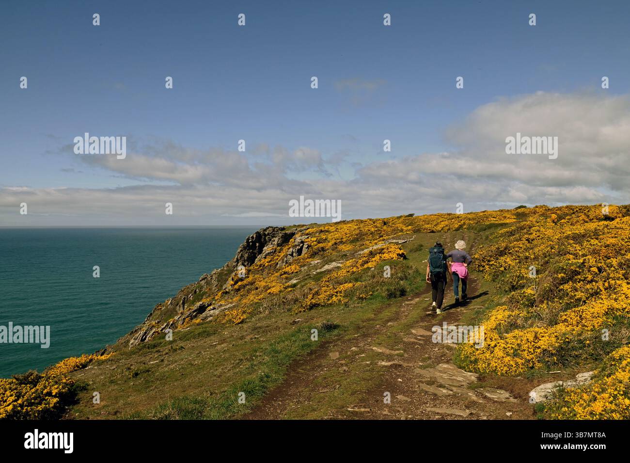 Admirez les falaises le long du sentier de la côte sud-ouest à l'ouest de Salcombe. Banque D'Images