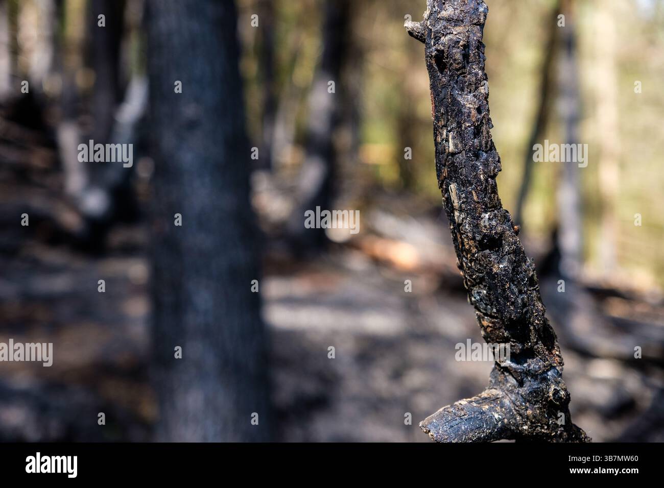 Les suites d'un incendie sauvage dans la vallée de Goyt près de Buxton dans le Peak District qui était probablement le résultat d'un incendie criminel, mai 2025 Banque D'Images