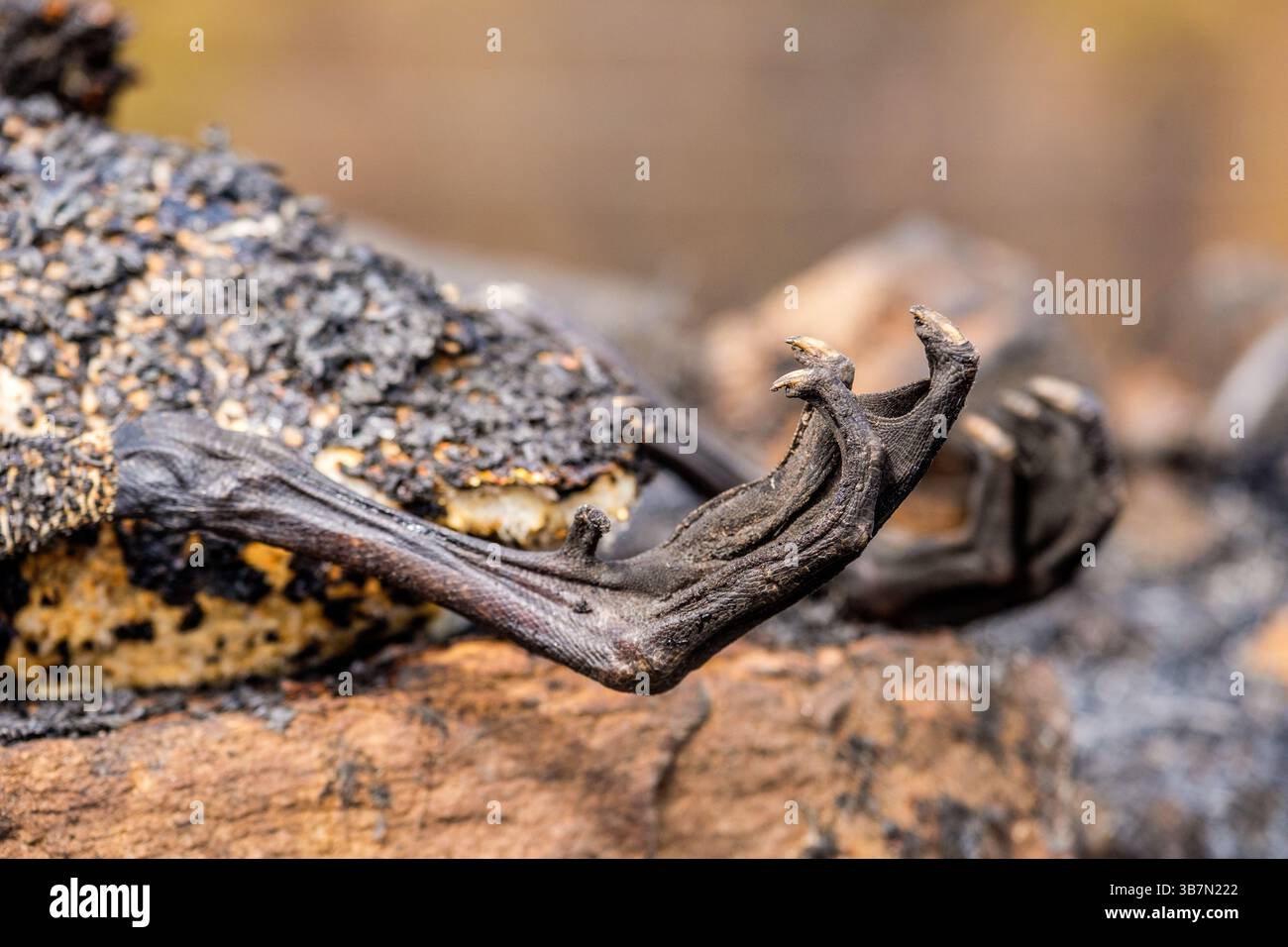 Restes d'un oiseau tué dans un incendie sauvage dans la vallée de Goyt près de Buxton dans le district de Peak en mai 2025. Banque D'Images
