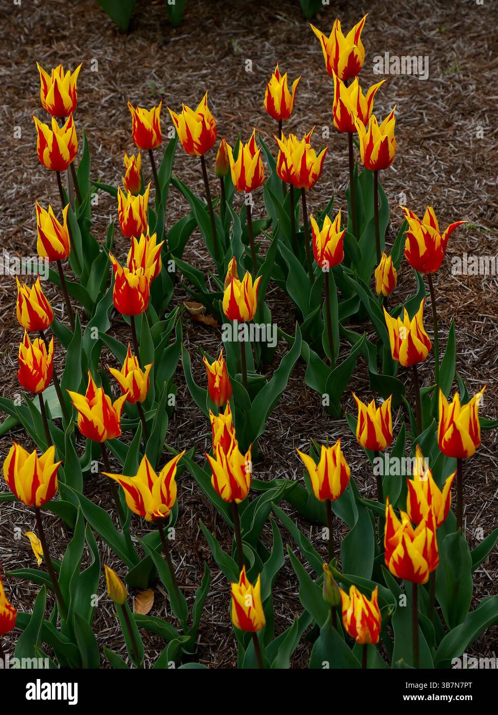 Gros plan sur les fleurs jaunes et rouges du feu d'artifice tulipe tulipe de jardin fleuri de lis. Banque D'Images