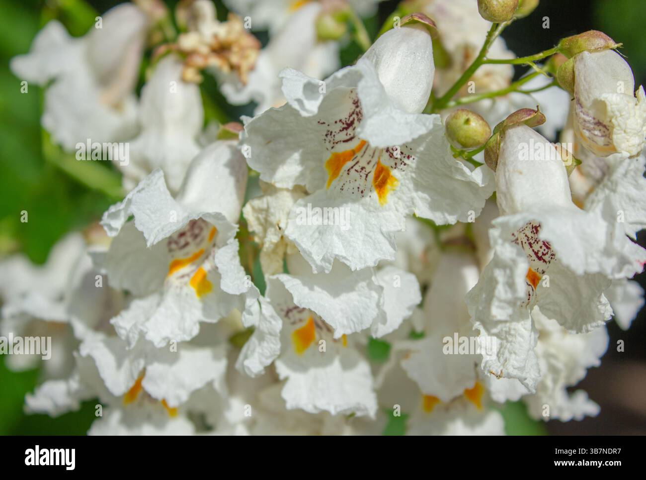 Fleurs Catalpa Bigoniaformes, arbre de haricot indien, catalpa commun, catalpa à feuilles de sirène, arbre à cigares, catalpa du sud. Banque D'Images