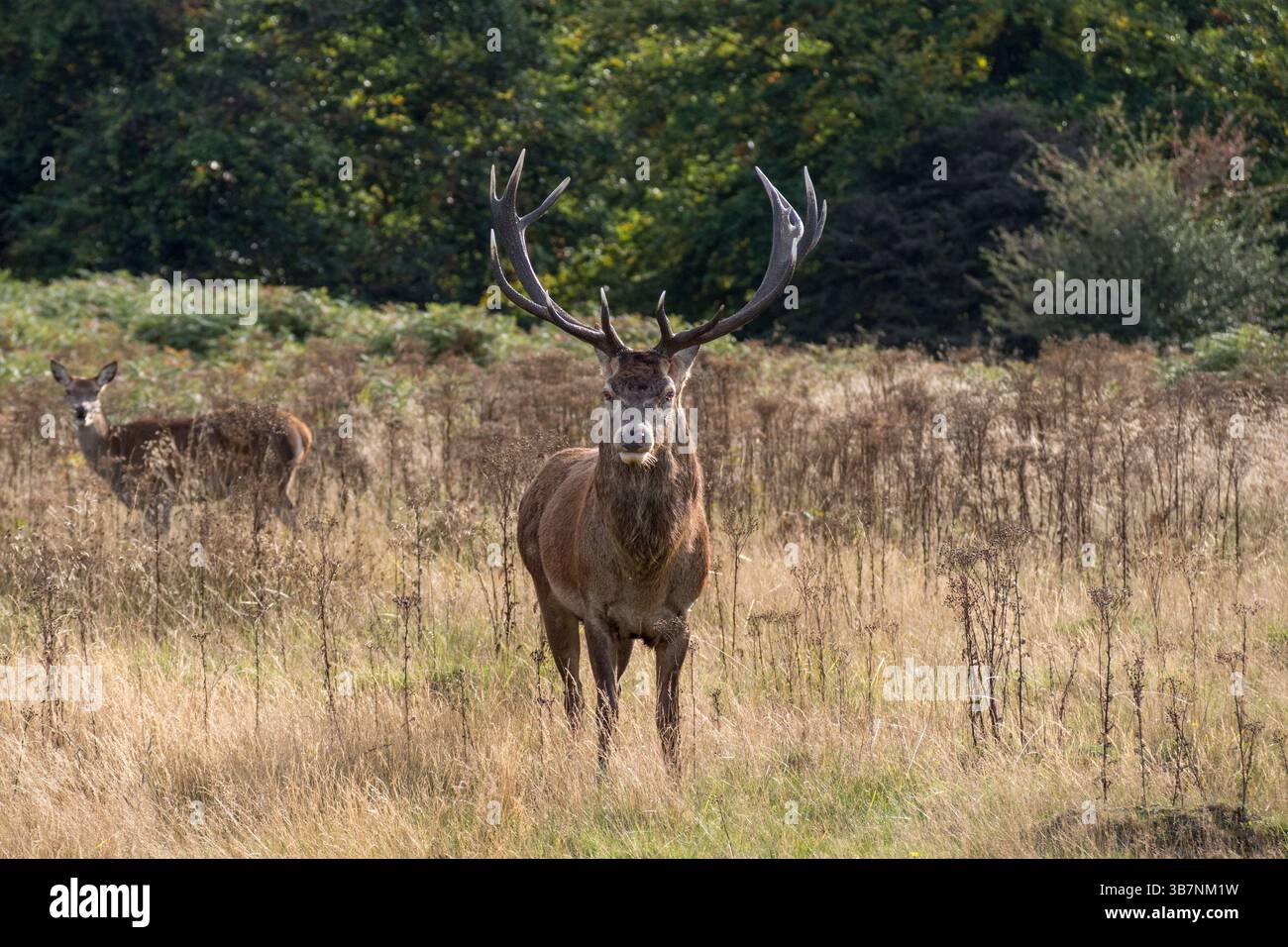Un grand cerf mâle intimidant rouge pendant la saison des ornières avec une femelle rouge (arrière) derrière, Richmond Park, Surrey, Royaume-Uni. Banque D'Images