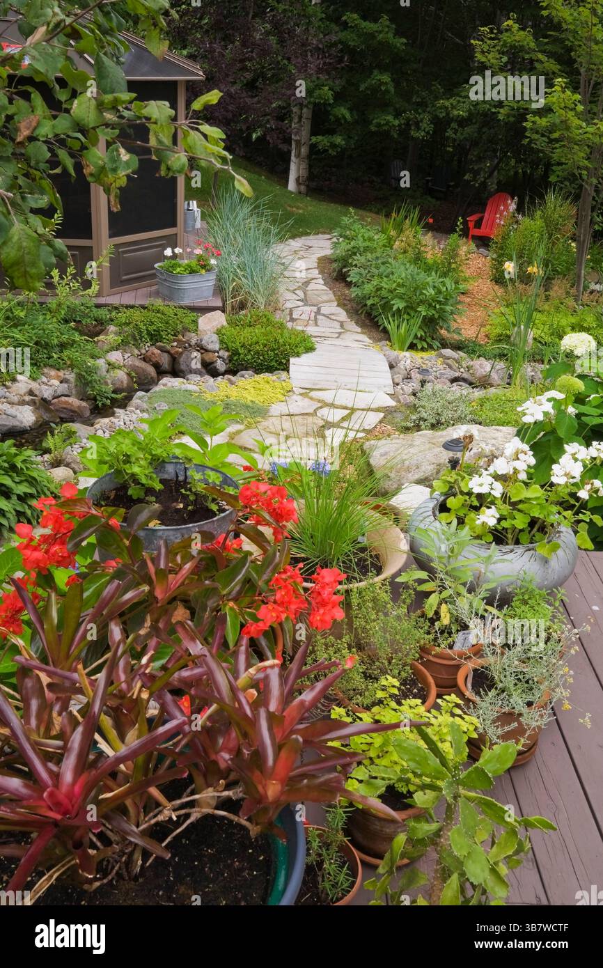 Conteneurs assortis avec Begonias rouge 'Dragon Wing', géraniums blancs et herbes fraîches sur terrasse en bois surélevée plus belvédère et chemin de dalles. Banque D'Images